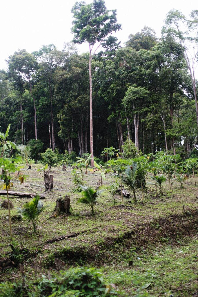 La importancia de la reforestación para recuperar los ecosistemas y proteger la biodiversidad