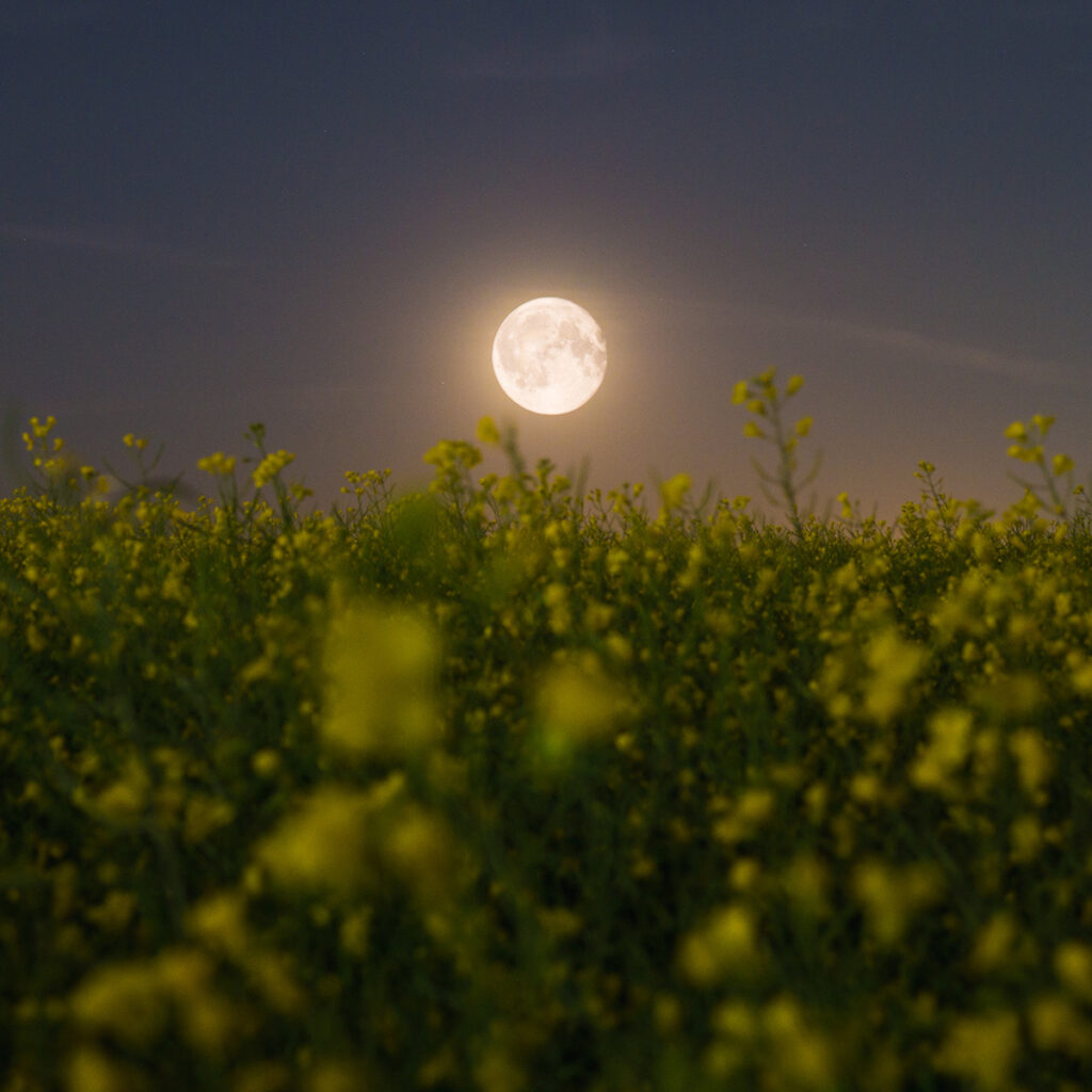 Reconexión con la naturaleza: la carta astral y la siembra lunar como saberes ancestrales Reconexión con la naturaleza: la carta astral y la siembra lunar como saberes ancestrales